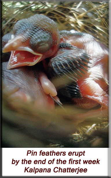 Kalpana Chatterjee - Pin feathers begin to cover the body